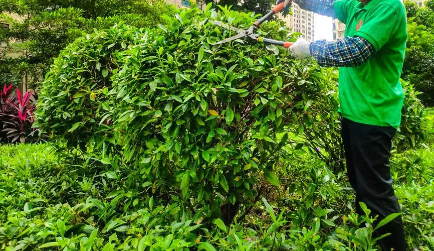 肥西正规绿化工程哪家好